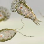 Naegleria fowleri