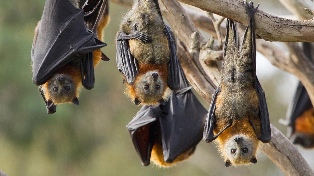 Kelelawar menggantung di pohon